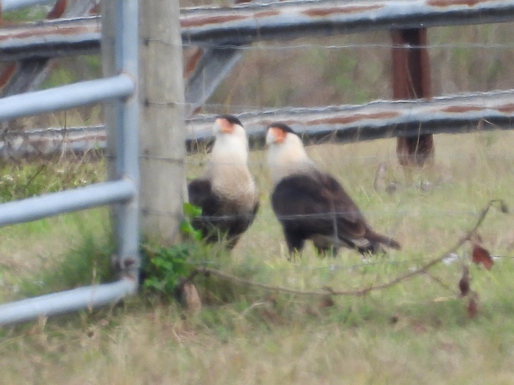 Crested Caracara - ML646633985