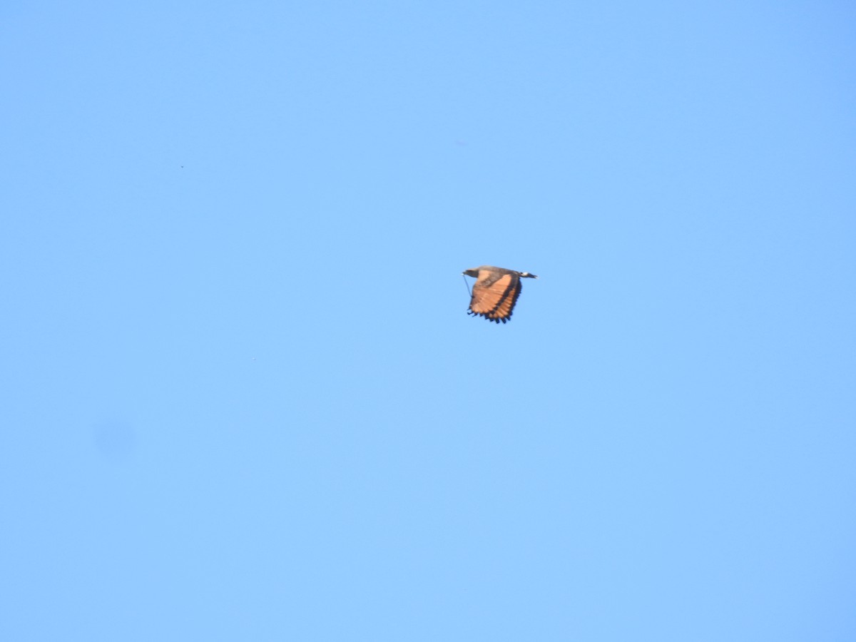 Savannenbussard - ML646633998