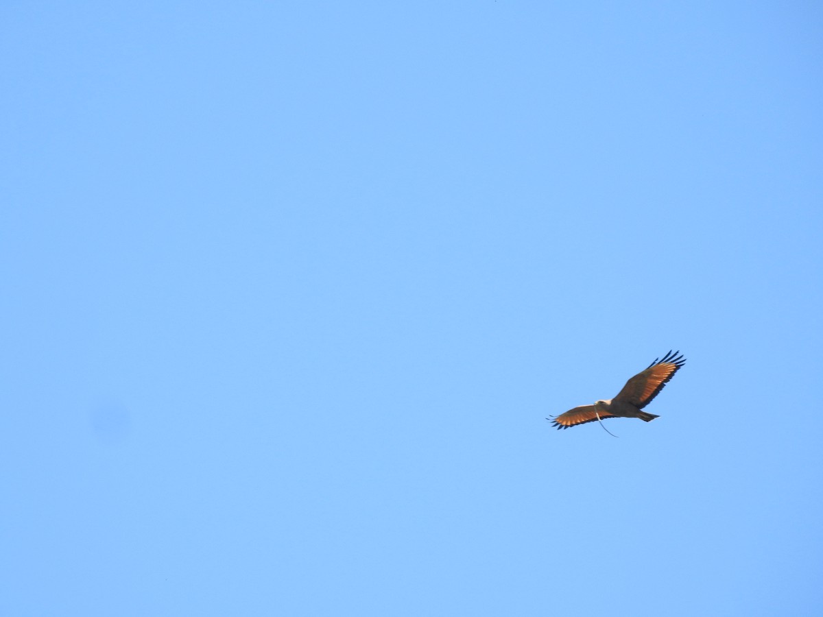 Savannenbussard - ML646633999