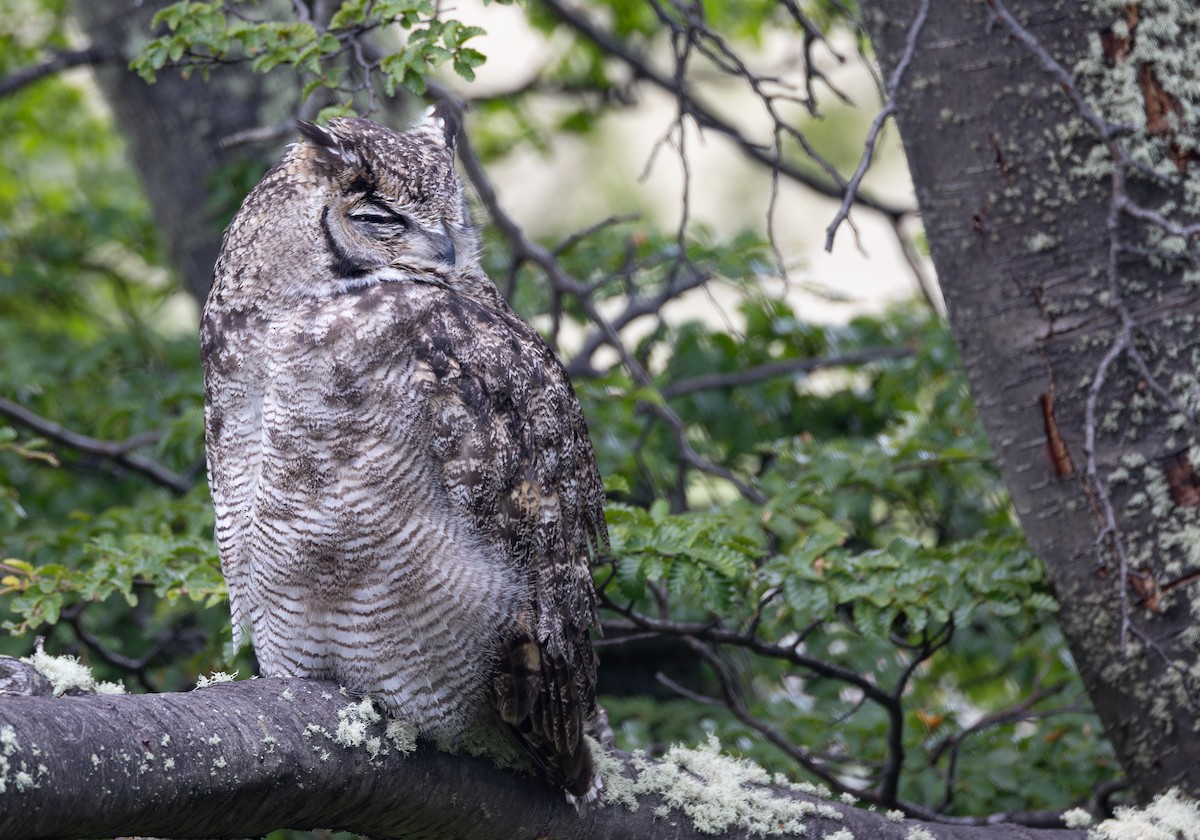 Lesser Horned Owl - ML646634001