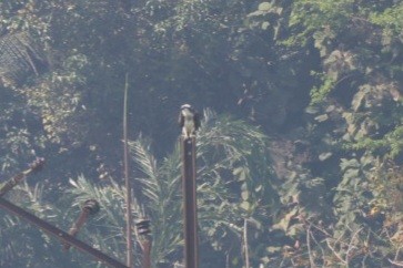 Fischadler - ML646634002