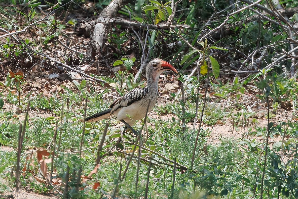 Mopanetoko - ML646634007