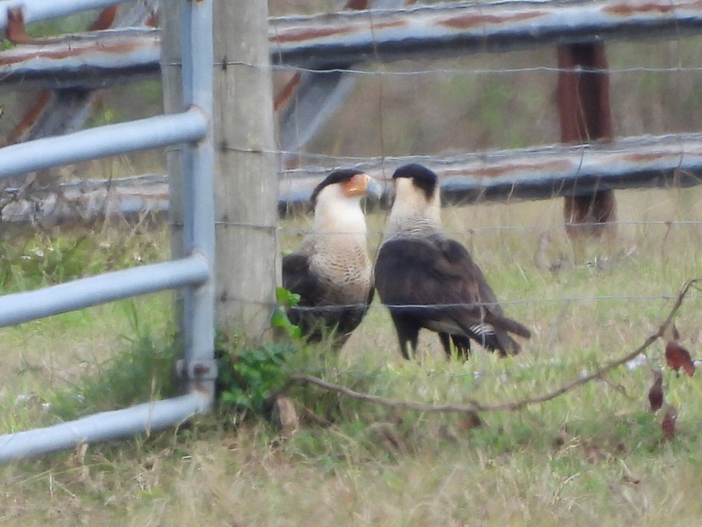 Crested Caracara - ML646634008