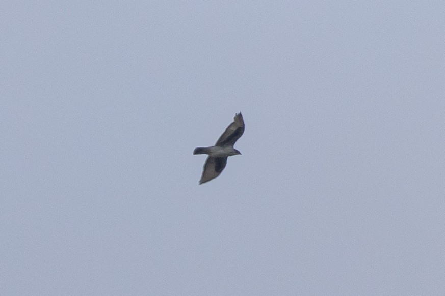 Akazienadler - ML646634010