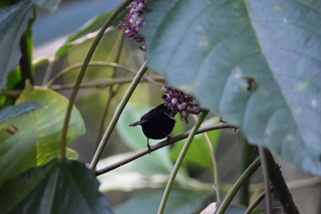 White-shouldered Tanager - ML646634013