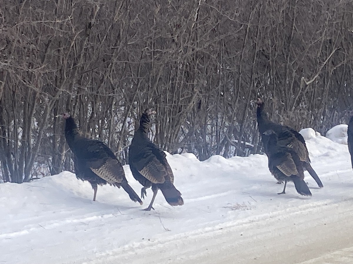 シチメンチョウ - ML646634014