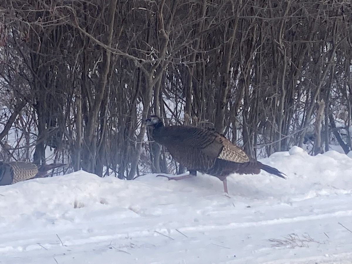 シチメンチョウ - ML646634015