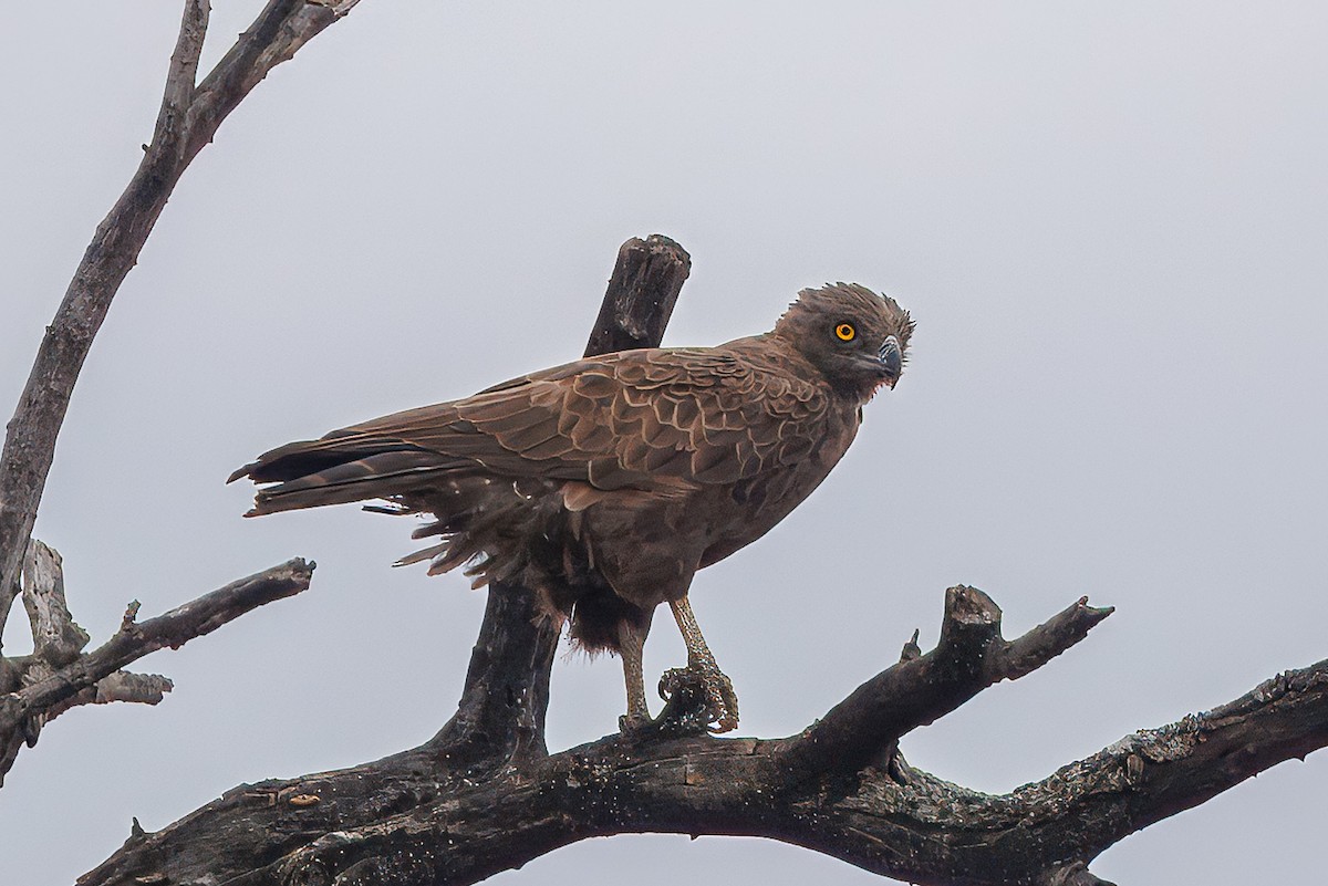 Einfarb-Schlangenadler - ML646634018