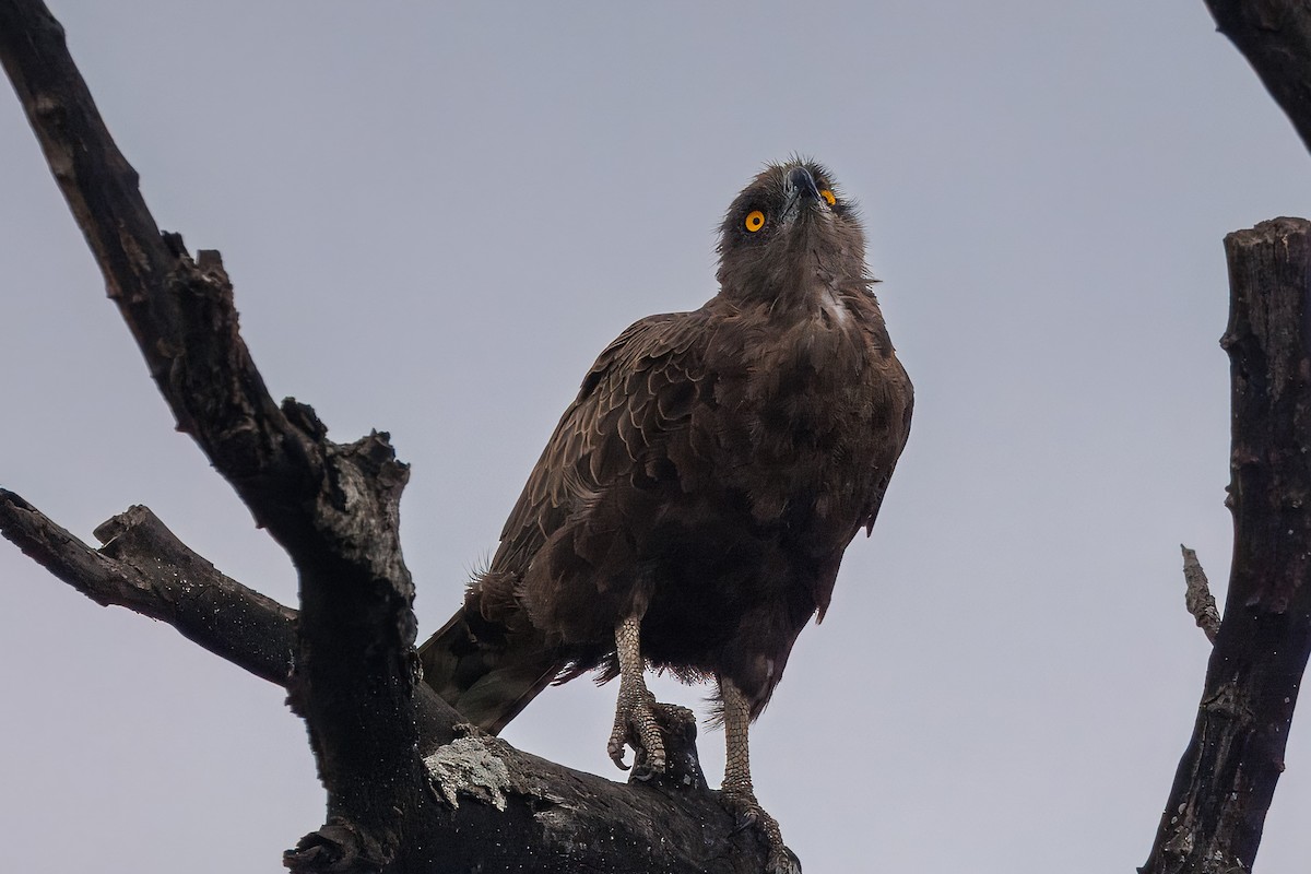 Einfarb-Schlangenadler - ML646634019