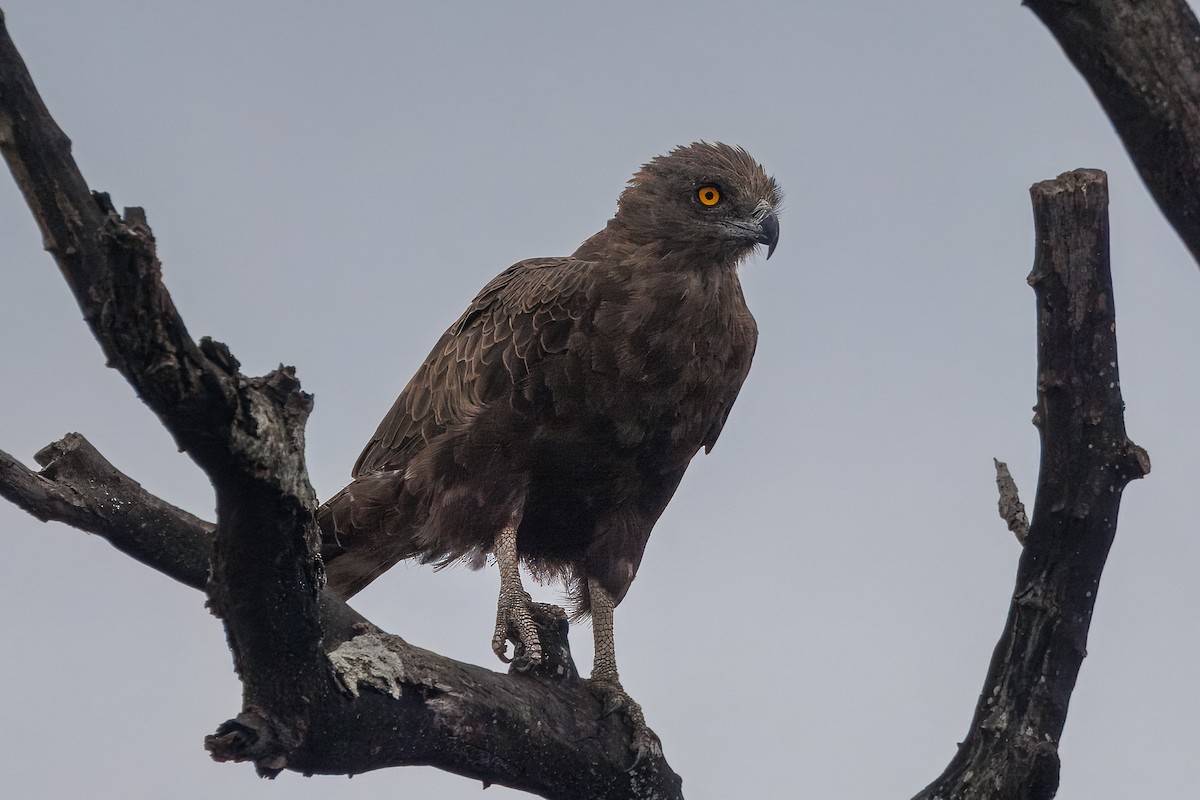 Einfarb-Schlangenadler - ML646634020