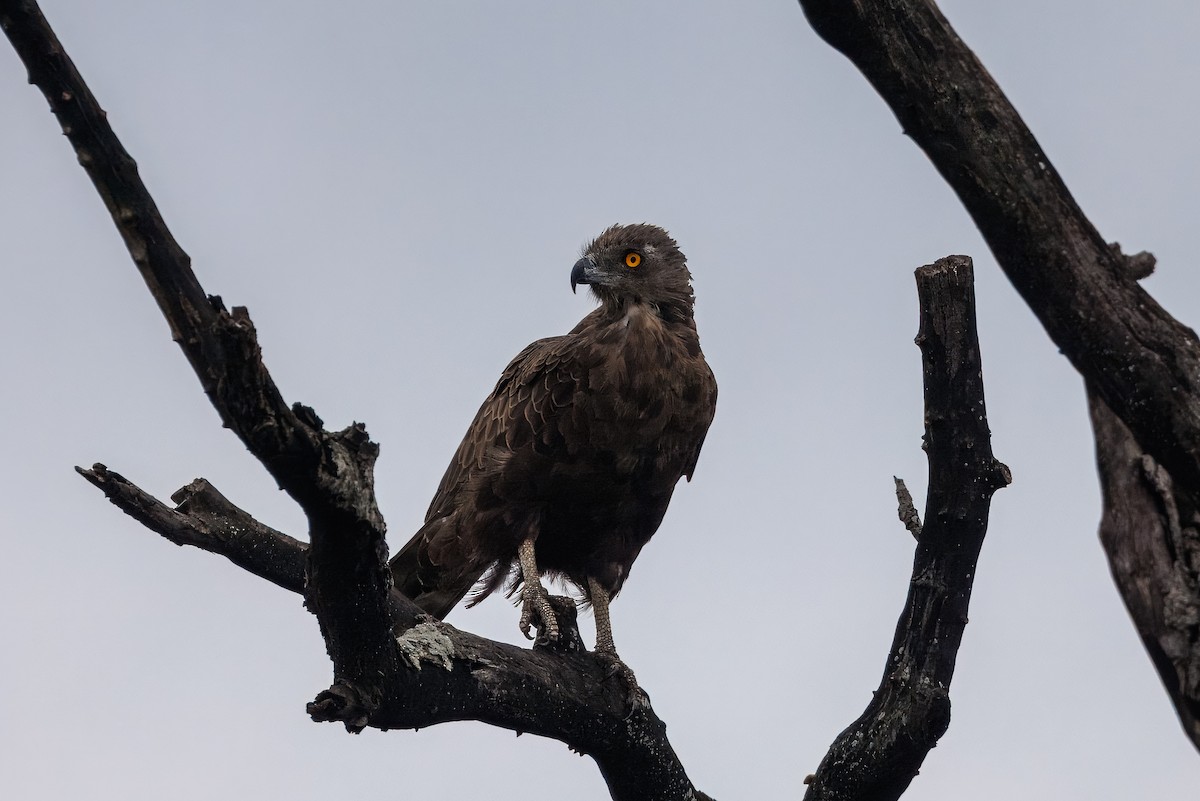 Einfarb-Schlangenadler - ML646634021