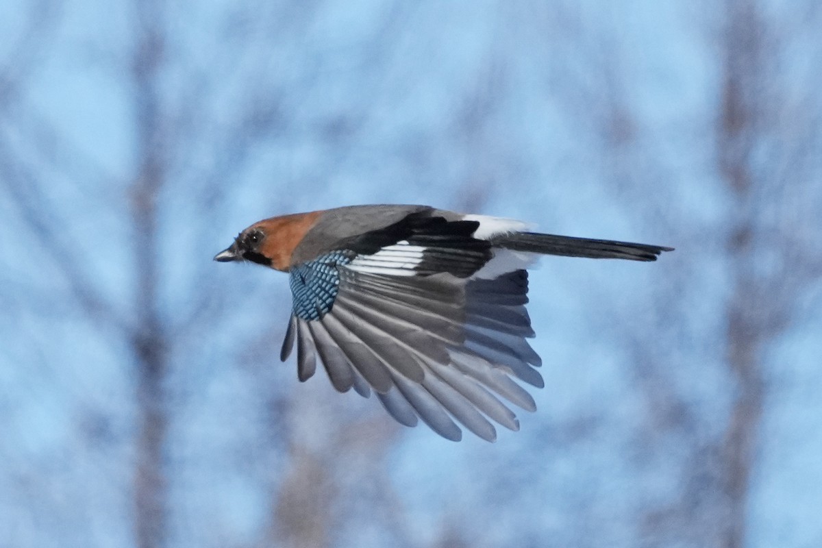 Eurasian Jay - ML646634022