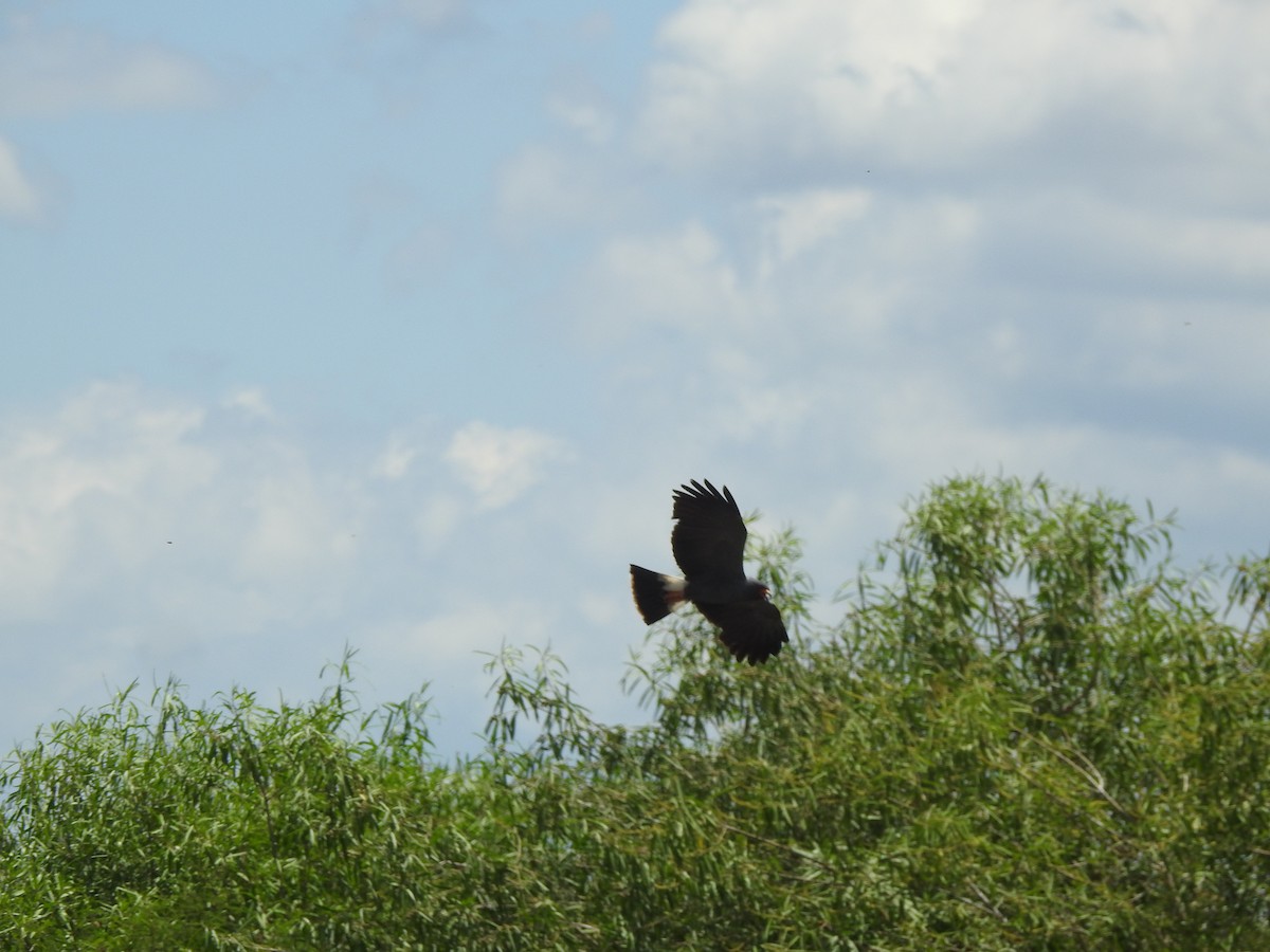 Schneckenbussard - ML646634023