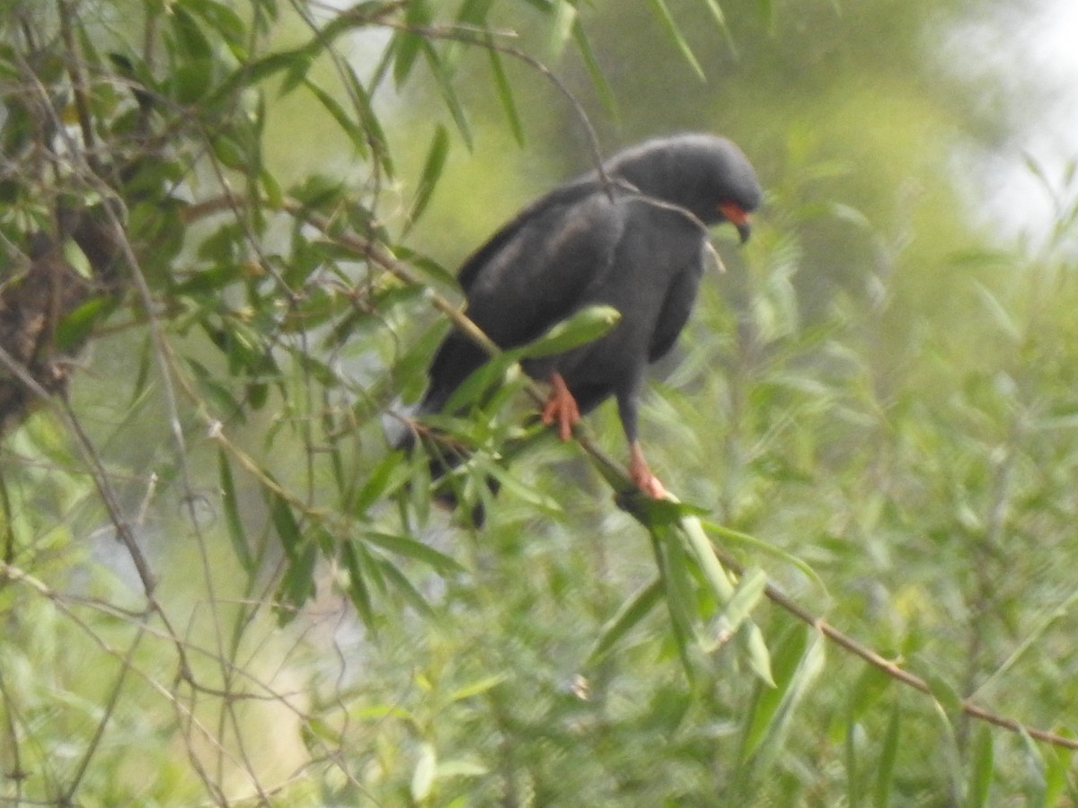 Schneckenbussard - ML646634024