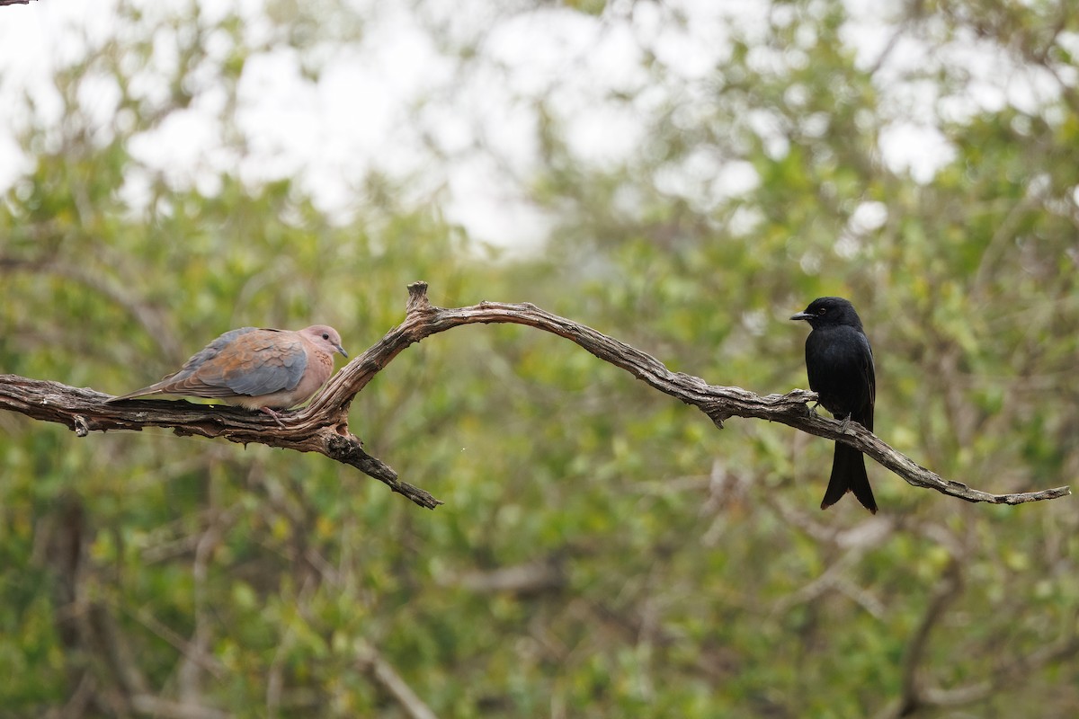 Trauerdrongo - ML646634032