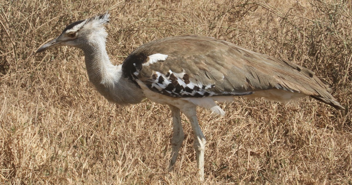 アフリカオオノガン - ML646634039