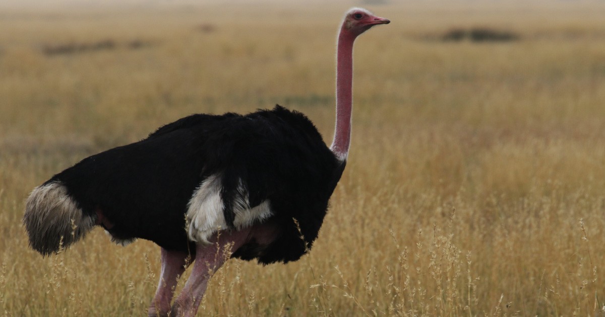 Avestruz Común - ML646634045
