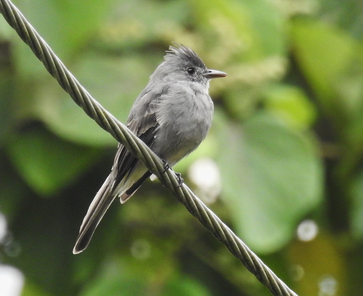 Moucherolle bistré - ML646634047