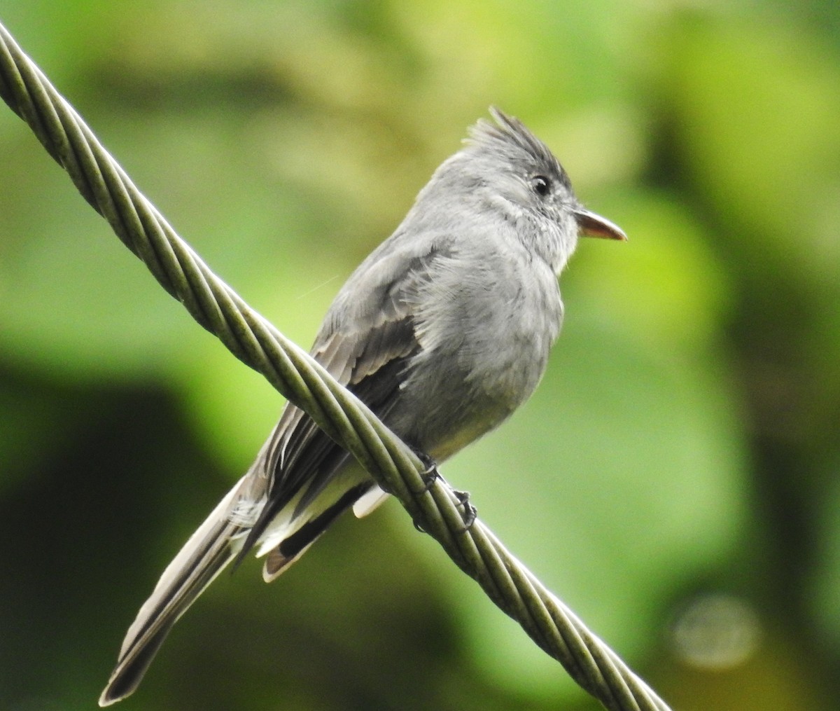 Moucherolle bistré - ML646634048