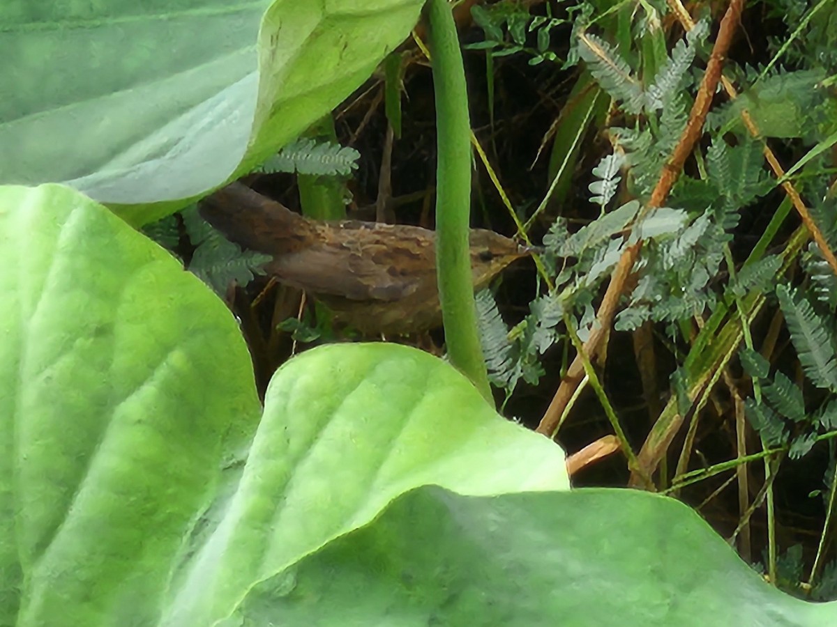 Pallas's Grasshopper Warbler - ML646634050