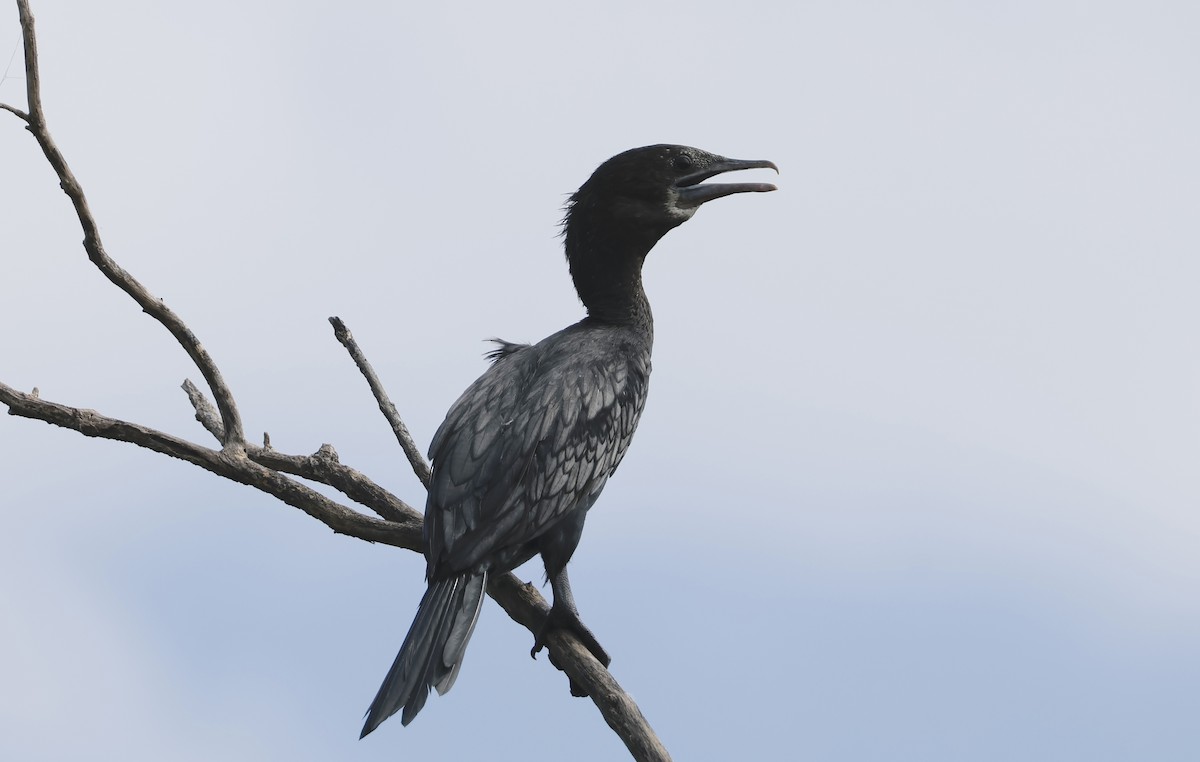 Cormorán de Java - ML646634055