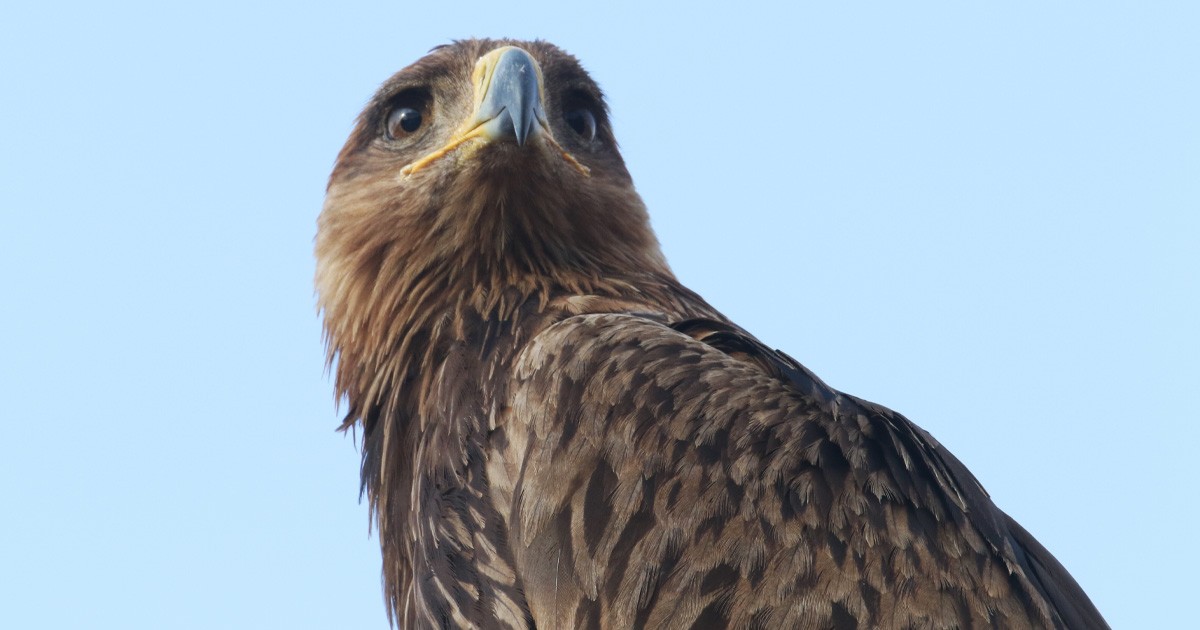Tawny Eagle - ML646634057
