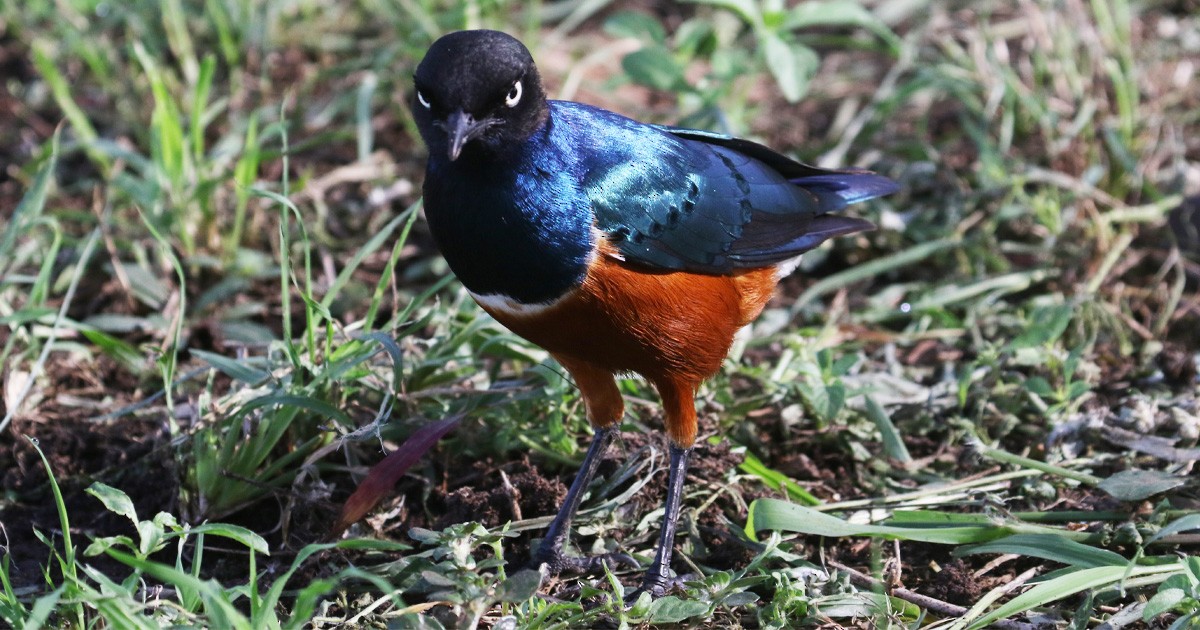 Superb Starling - ML646634059