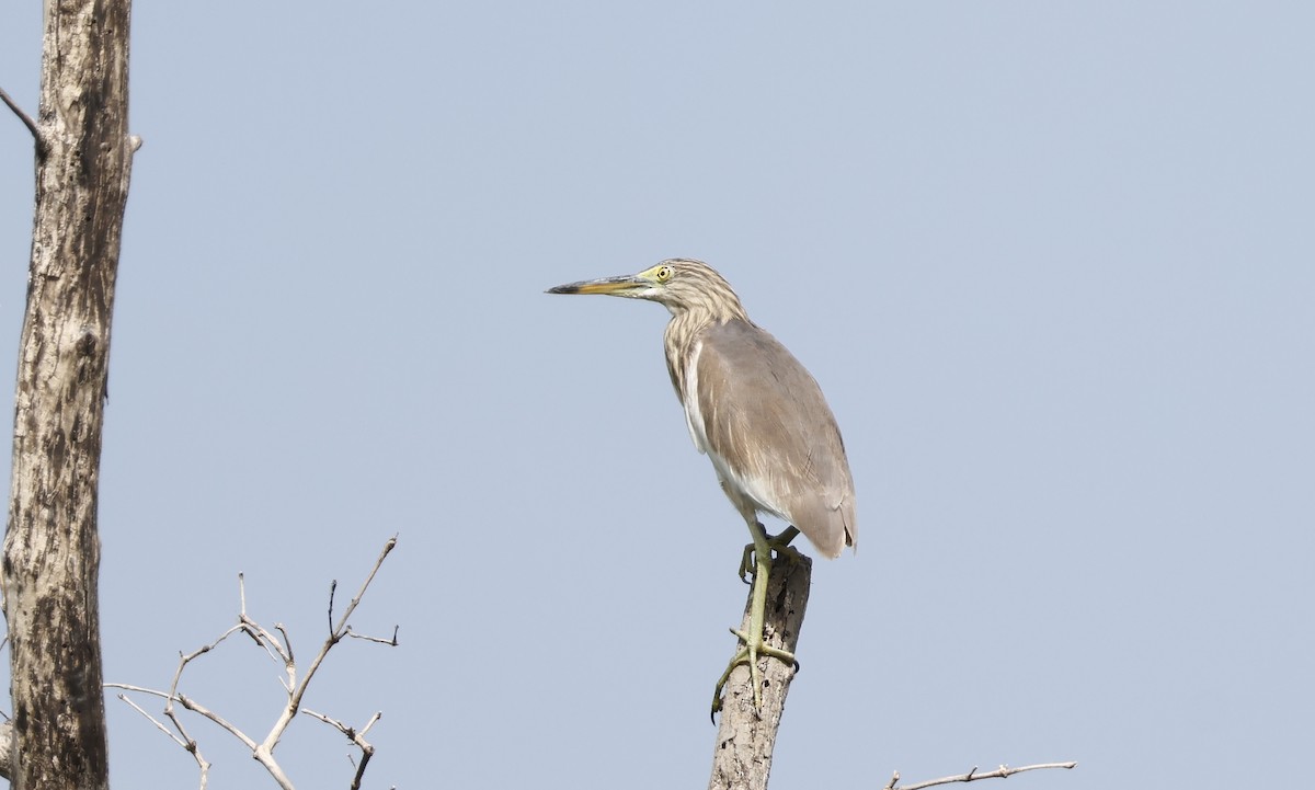 Garcilla China - ML646634060