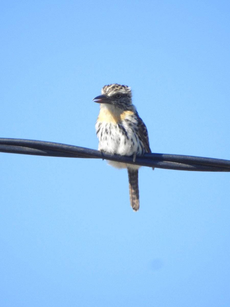 Fleckmantel-Faulvogel - ML646634061