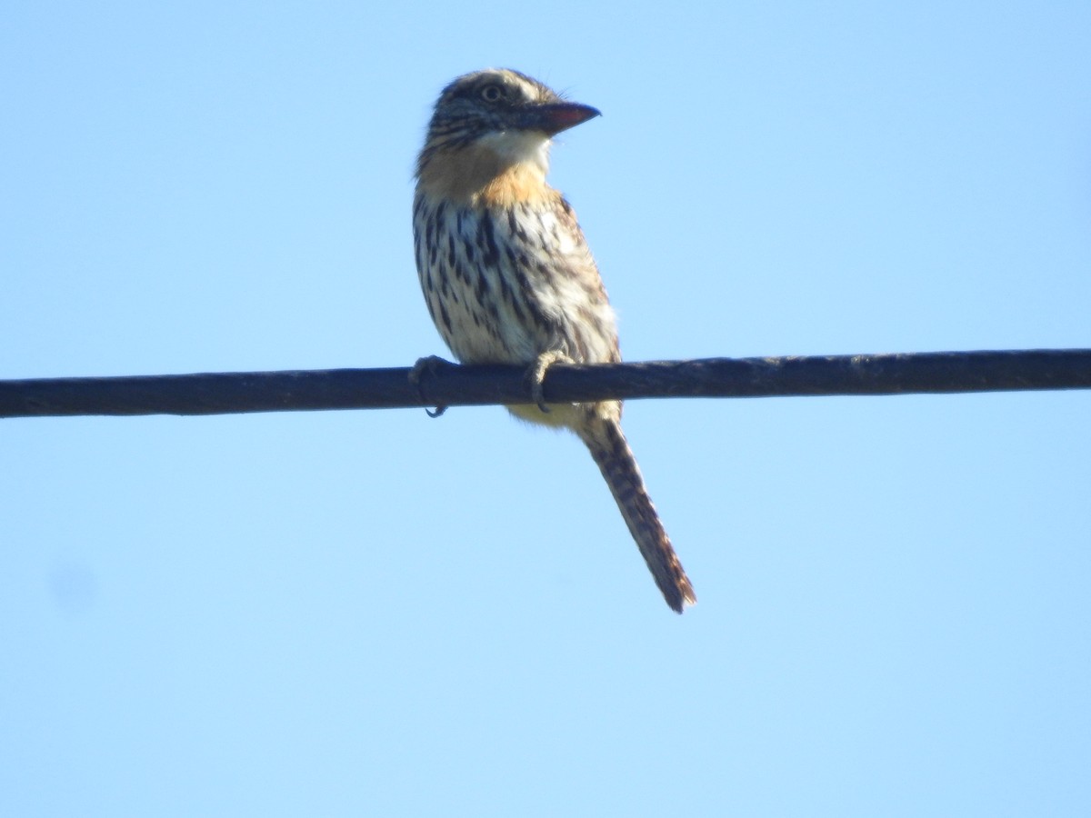 Fleckmantel-Faulvogel - ML646634062