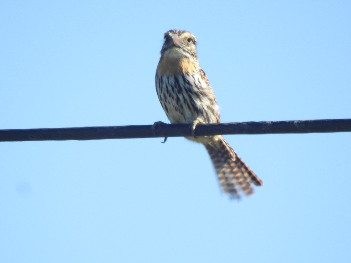 Fleckmantel-Faulvogel - ML646634063