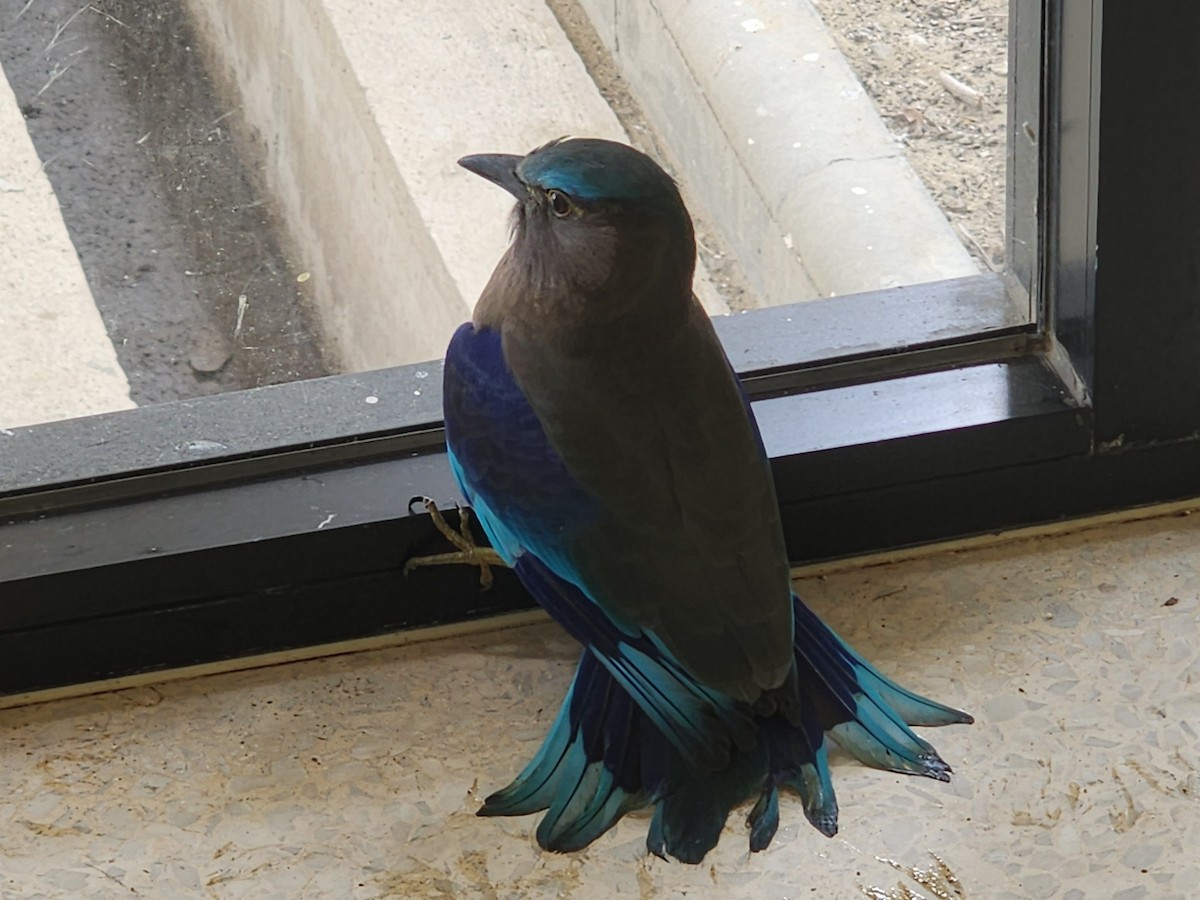 Indochinese Roller - ML646634066