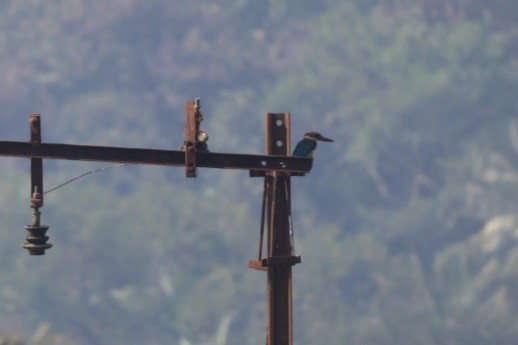 Storchschnabelliest - ML646634069