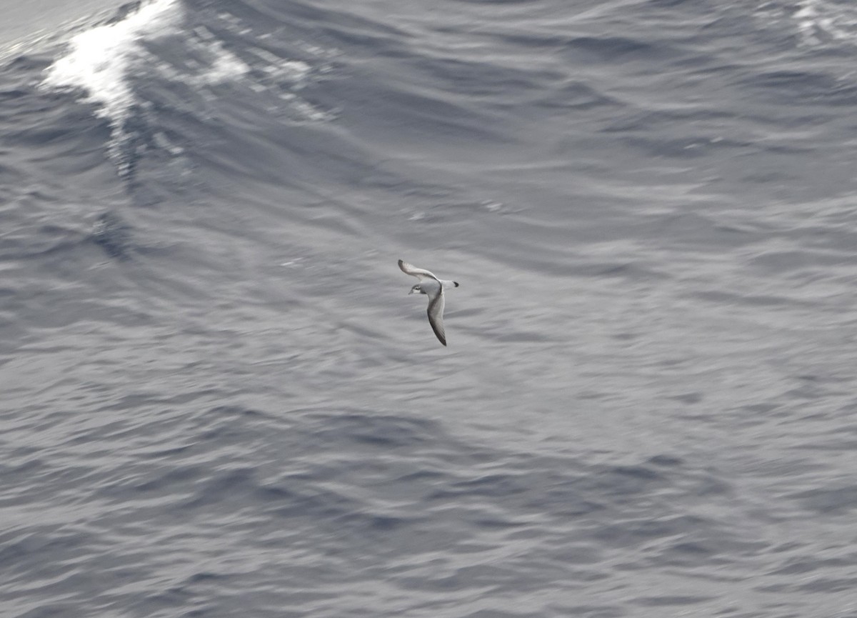 ナンキョククジラドリ - ML646634070