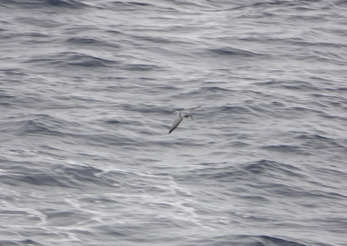 ナンキョククジラドリ - ML646634071