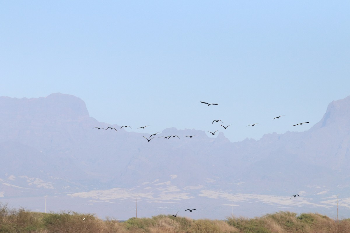 Glossy Ibis - ML646634072