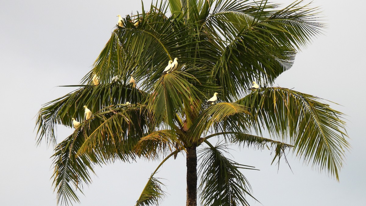 Pied Imperial-Pigeon - ML646634073