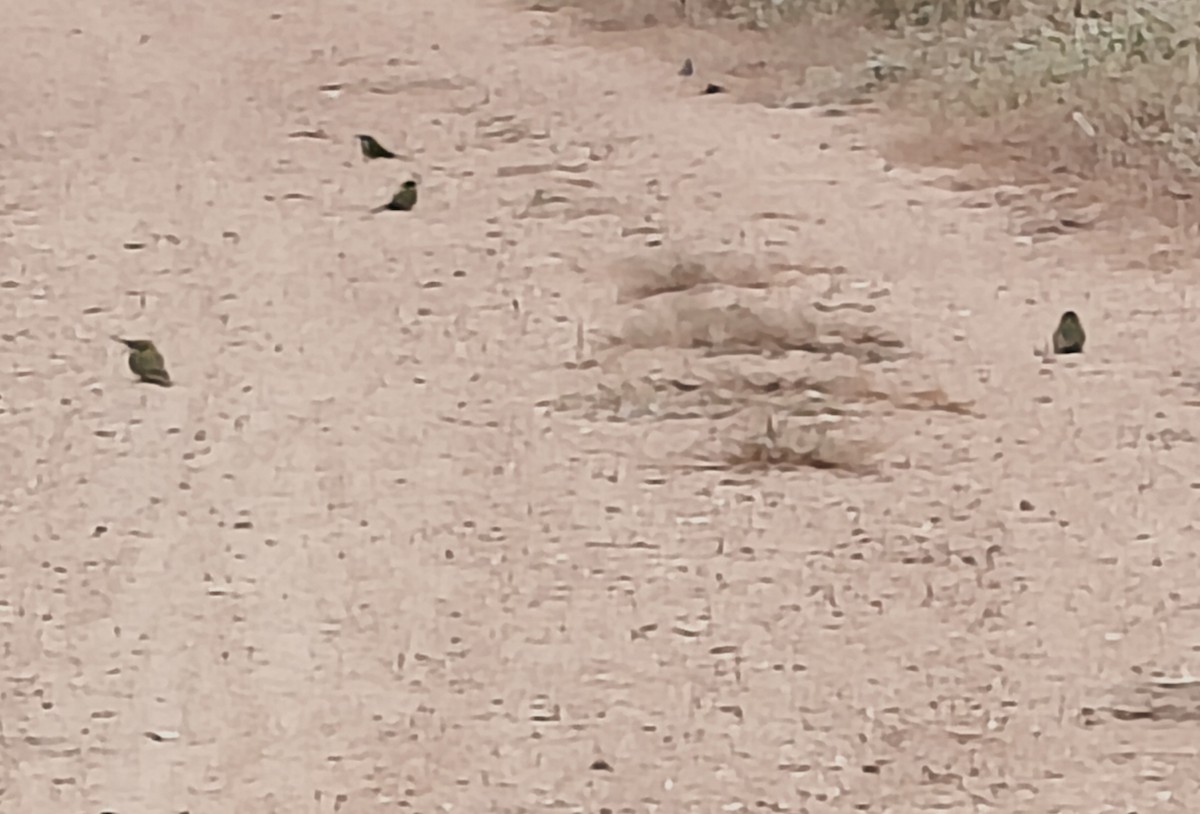 Asian Green Bee-eater - ML646634074