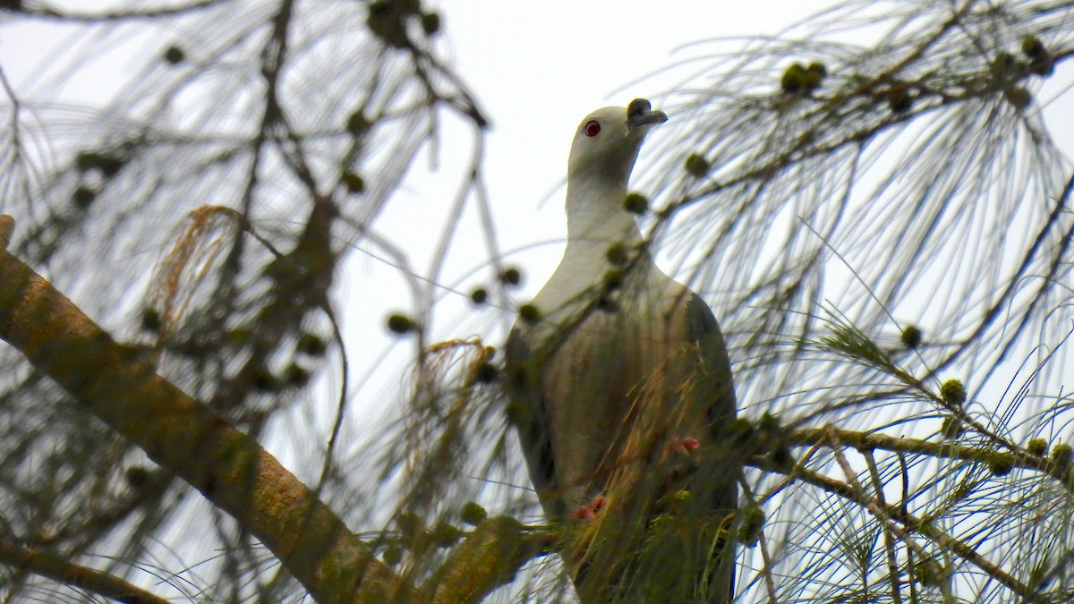 Spice Imperial-Pigeon - ML646634075