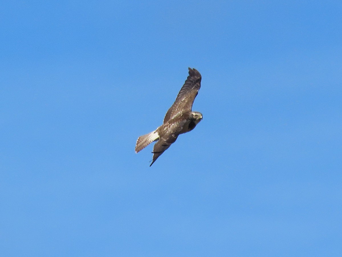 Swainson's Hawk - ML646634076