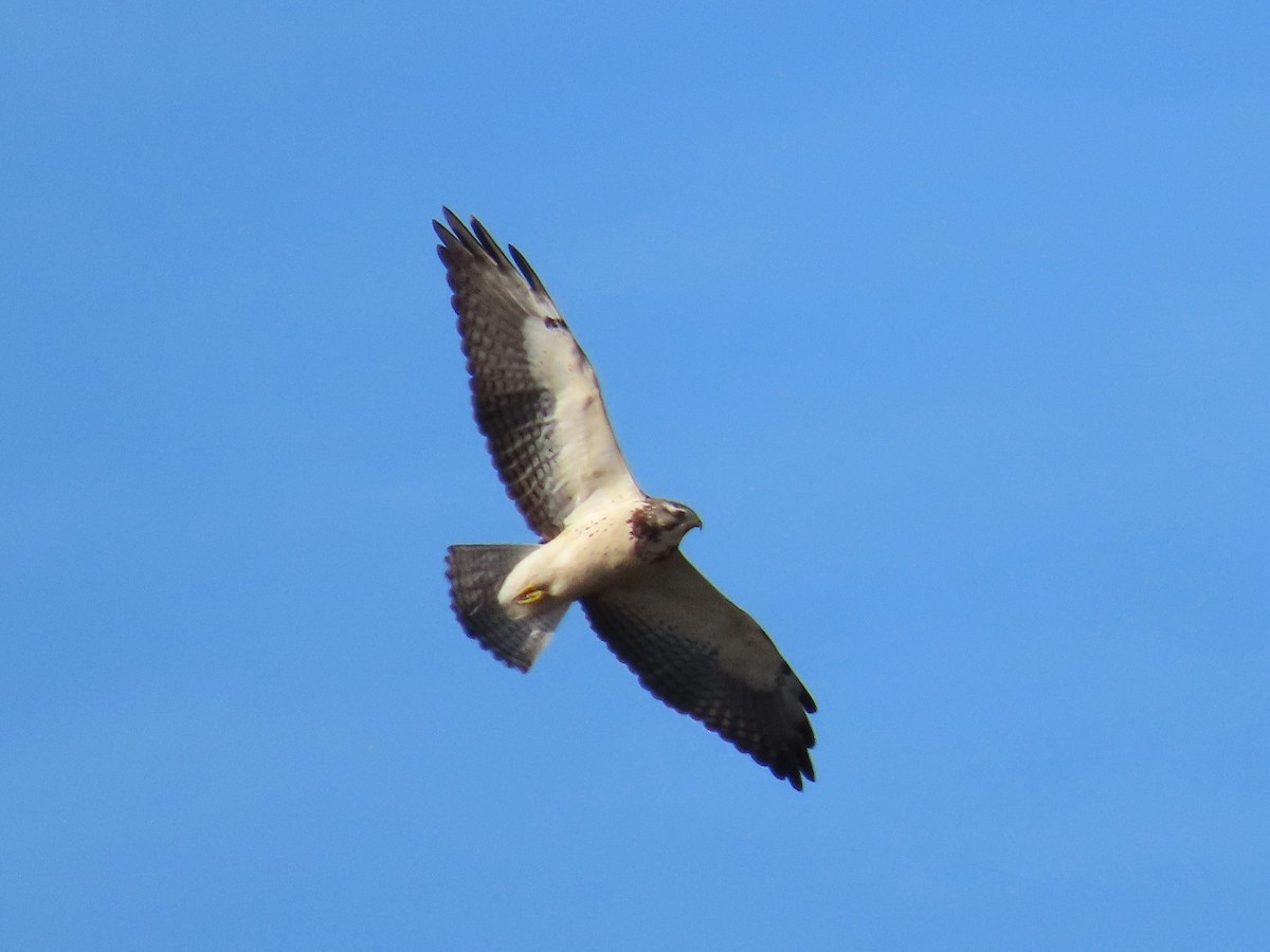 Swainson's Hawk - ML646634077