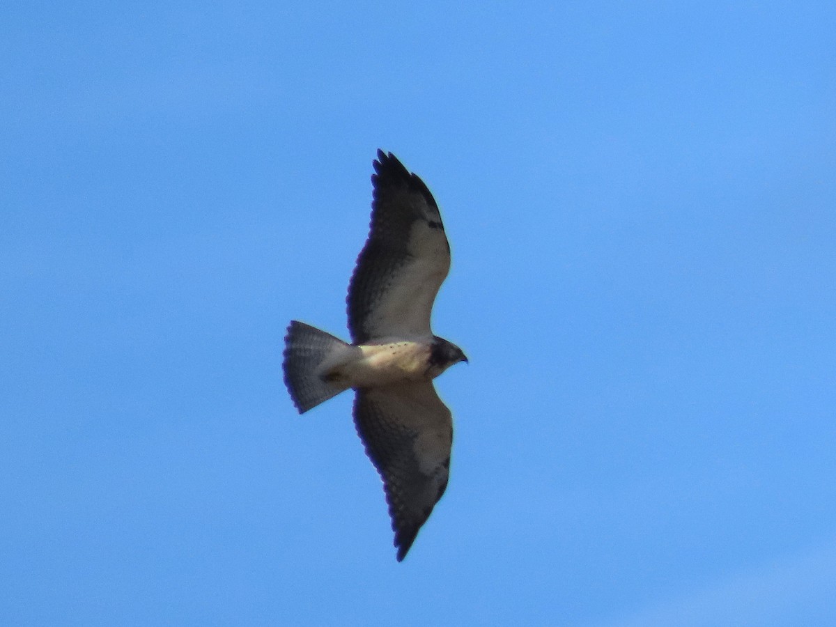 Swainson's Hawk - ML646634078