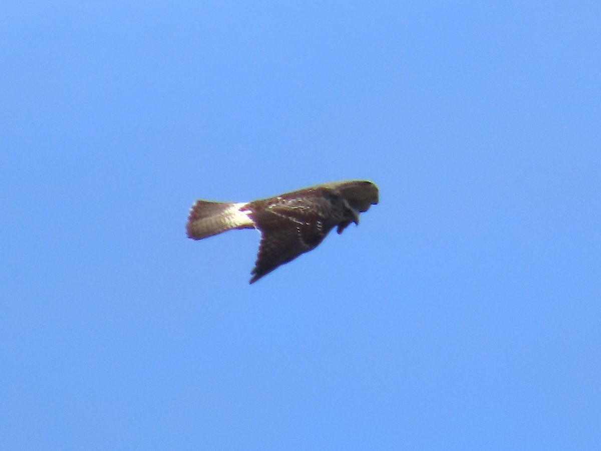 Swainson's Hawk - ML646634079