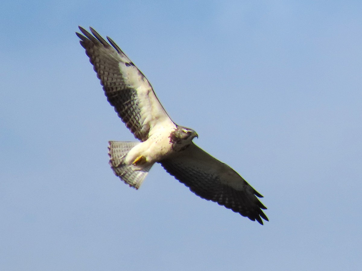 Swainson's Hawk - ML646634080