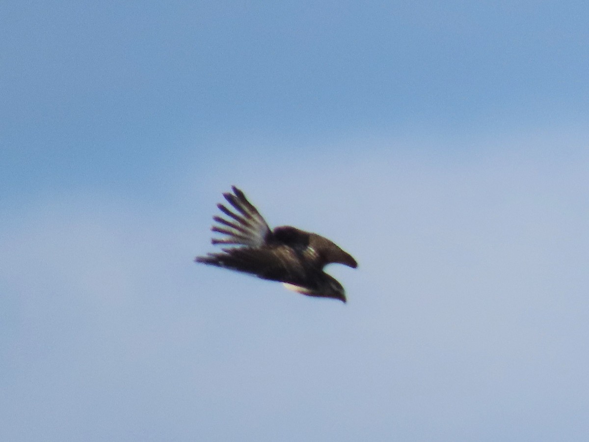 Swainson's Hawk - ML646634081