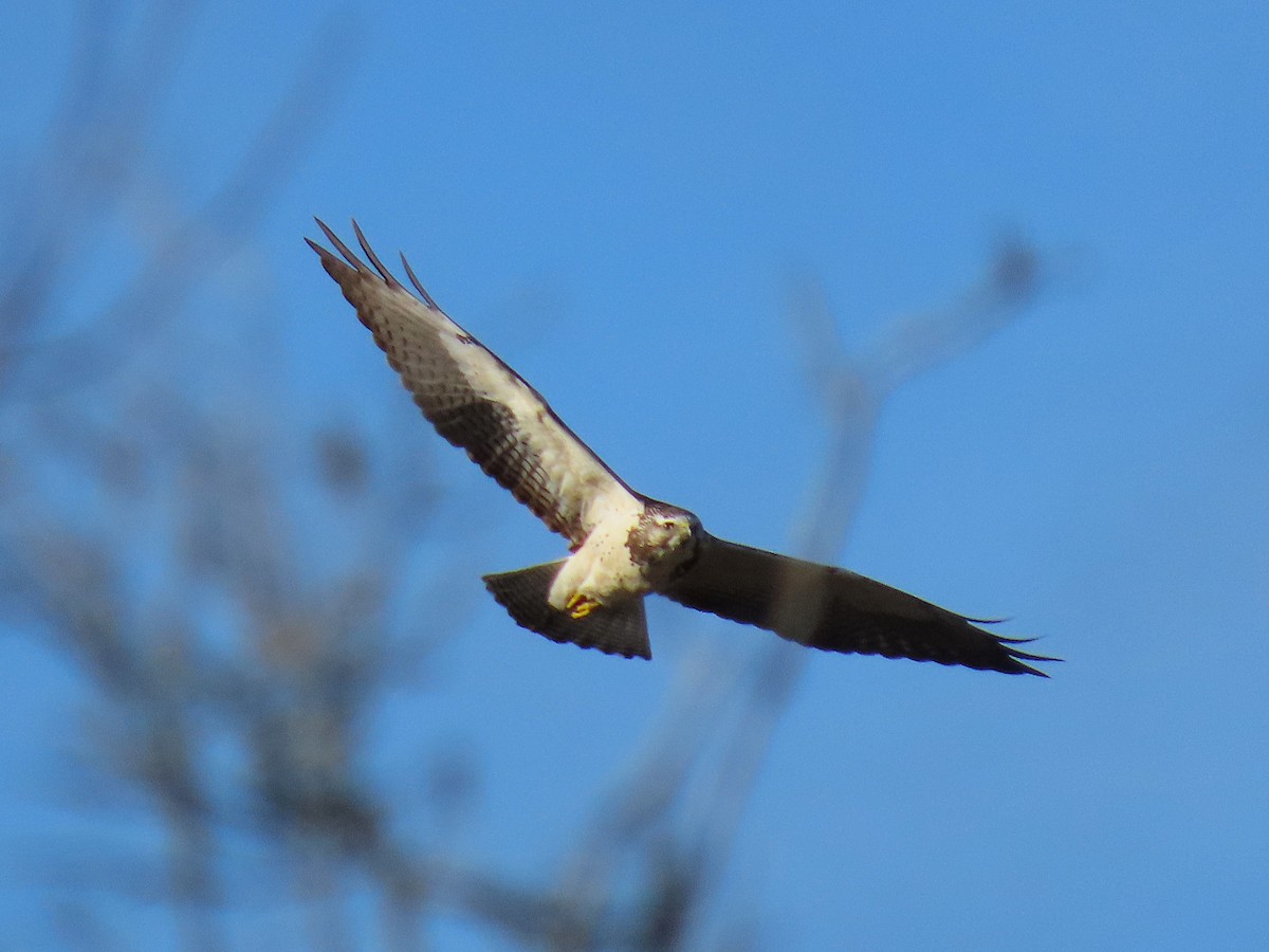 Swainson's Hawk - ML646634082