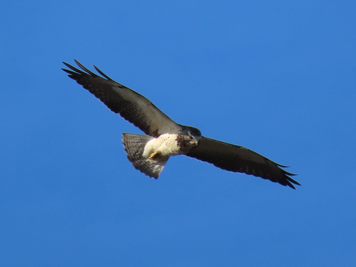 Swainson's Hawk - ML646634083