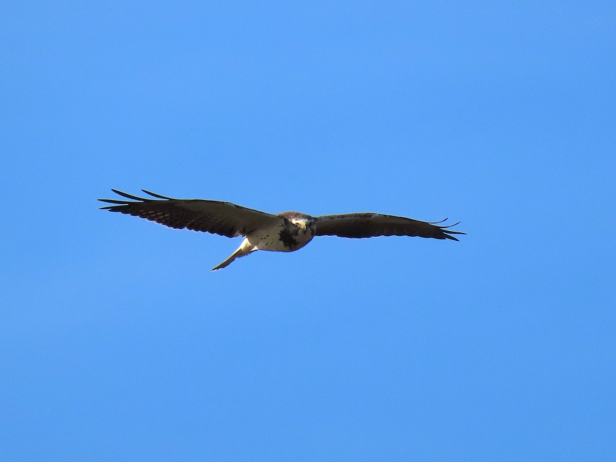 Swainson's Hawk - ML646634084