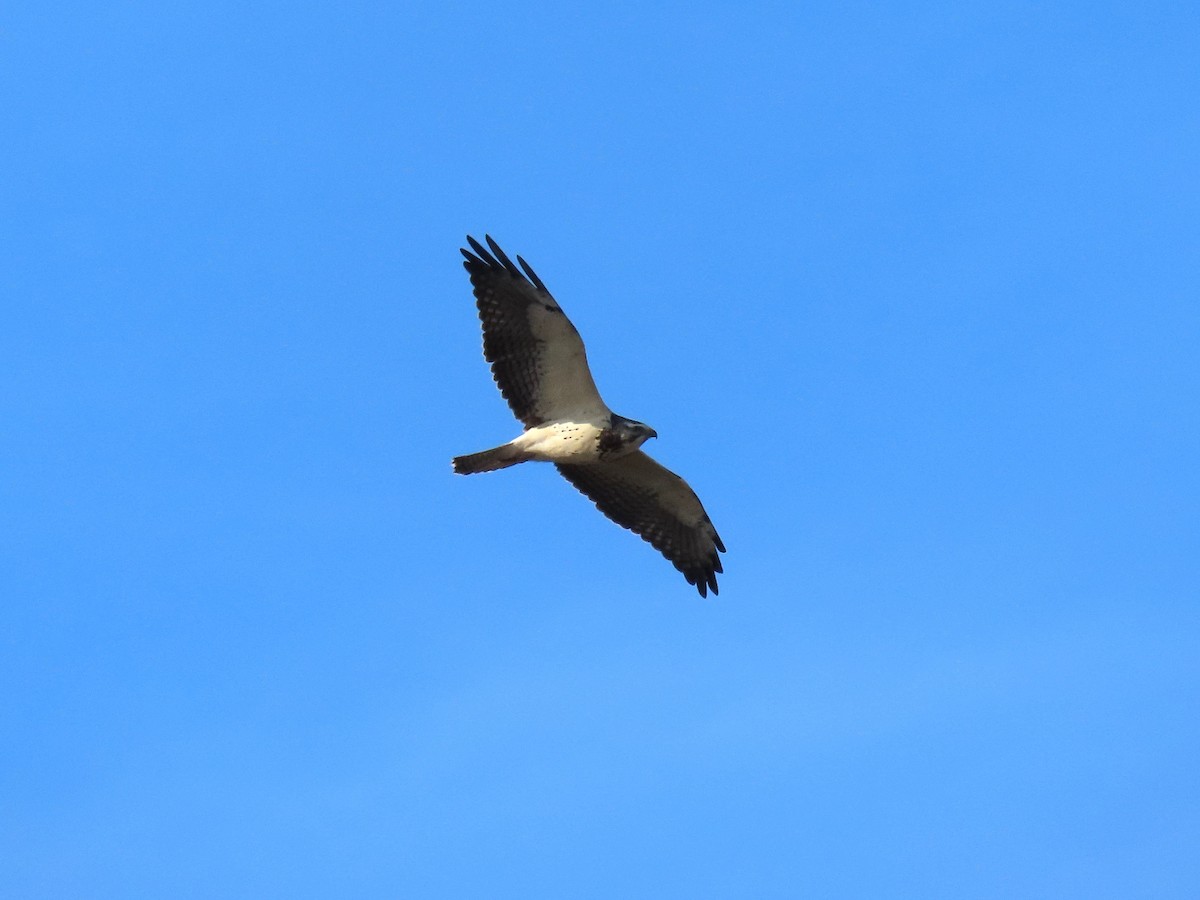 Swainson's Hawk - ML646634085