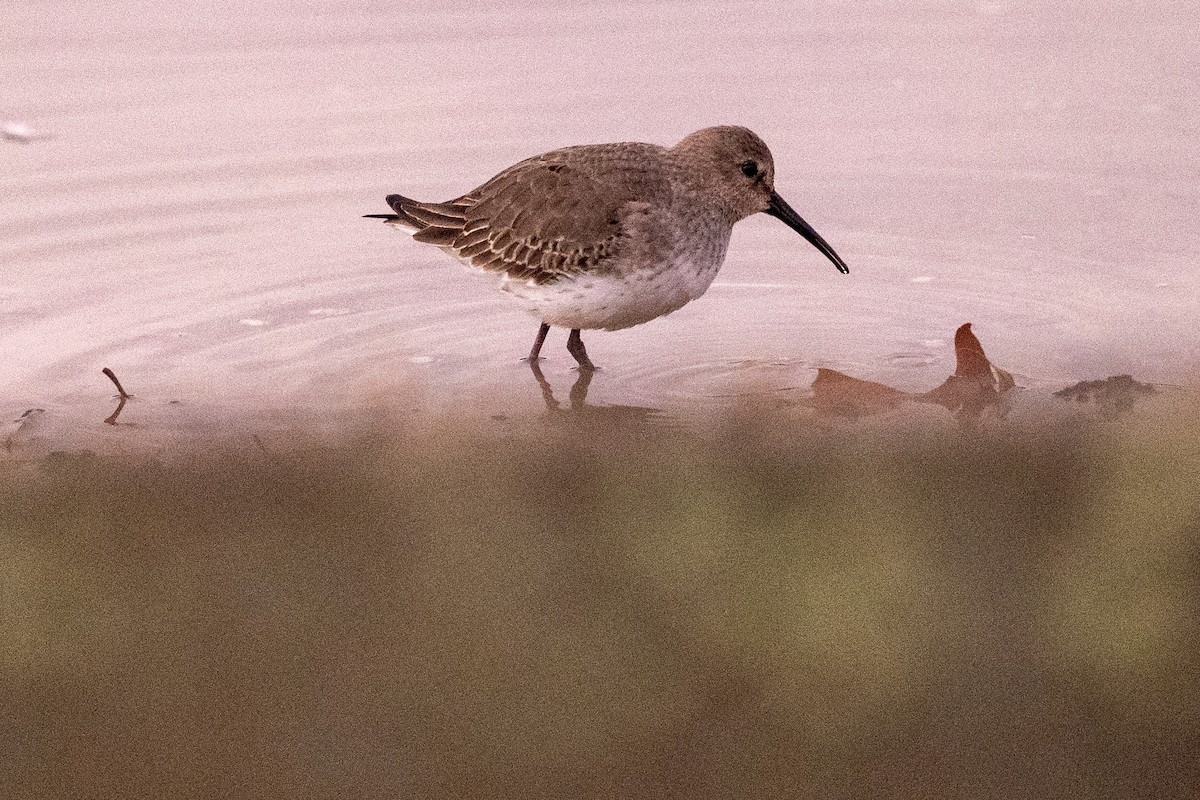 Dunlin - ML646634087